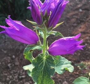 Zvonek širokolistý - Campanula latifolia