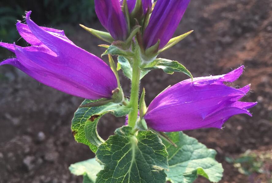 Zvonek širokolistý - Campanula latifolia
