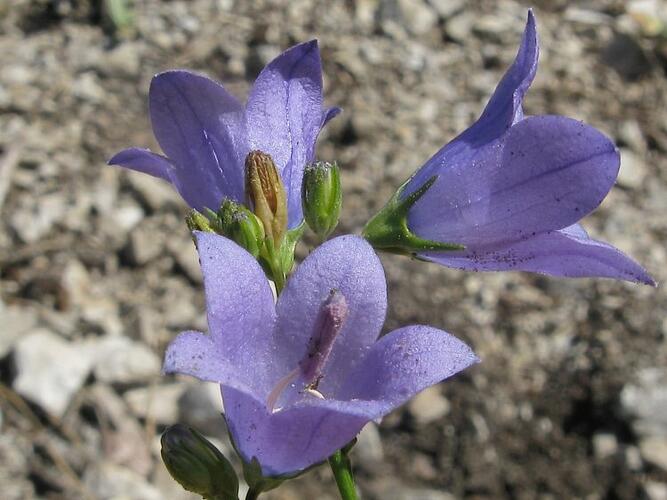 Zvonek moravský - Campanula moravica