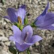 Zvonek moravský - Campanula moravica