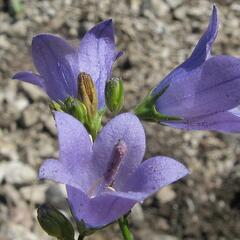 Zvonek moravský - Campanula moravica