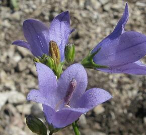 Zvonek moravský - Campanula moravica