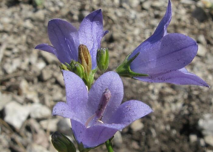 Zvonek moravský - Campanula moravica