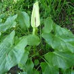 Áron východní - Arum cylindraceum