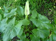 Áron východní - Arum cylindraceum