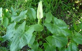 Áron východní - Arum cylindraceum