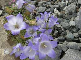 Zvonek - Campanula tridentata