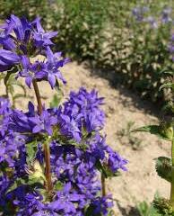 Zvonek sibiřský - Campanula sibirica