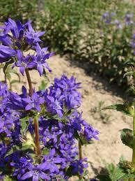 Zvonek sibiřský - Campanula sibirica