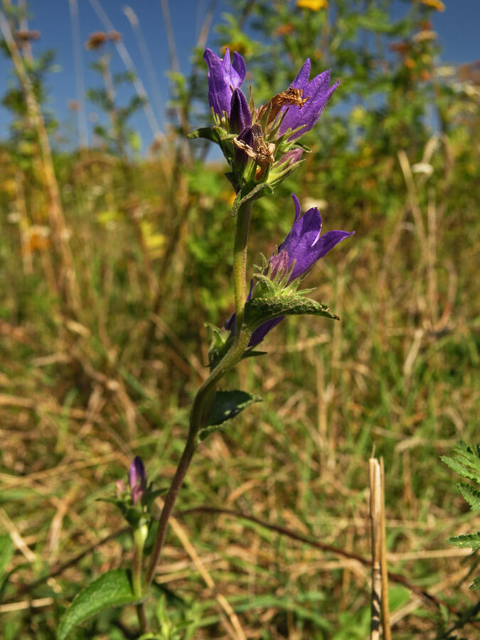 Zvonek klubkatý pomoučený - Campanula glomerata ssp. farinosa