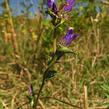 Zvonek klubkatý pomoučený - Campanula glomerata ssp. farinosa