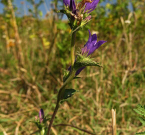Zvonek klubkatý pomoučený - Campanula glomerata ssp. farinosa