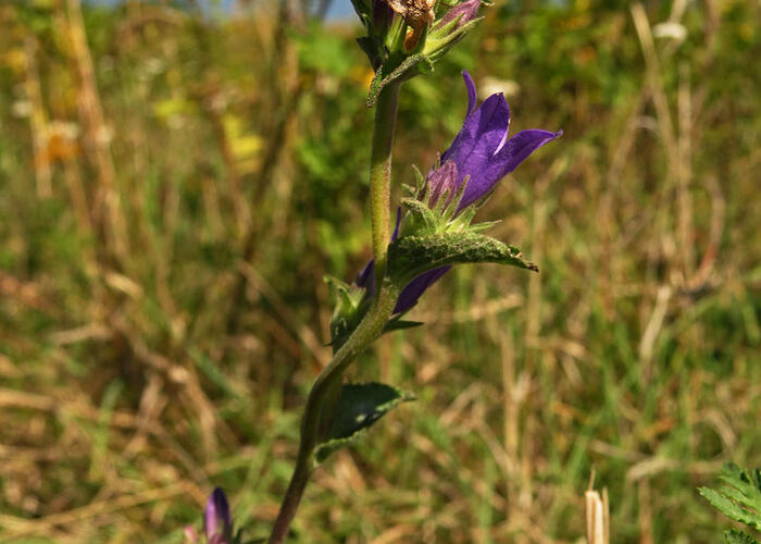Zvonek klubkatý pomoučený - Campanula glomerata ssp. farinosa