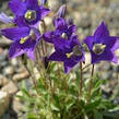 Zvonek lomikamenový - Campanula saxifraga
