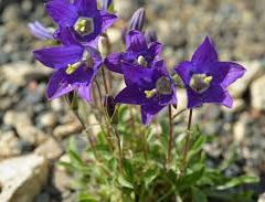 Zvonek lomikamenový - Campanula saxifraga