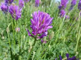Kozinec vičencovitý - Astragalus onobrychis