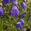 Zvonek český - Campanula bohemica