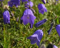 Zvonek český - Campanula bohemica