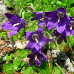 Zvonek chudobkolistý - Campanula bellidifolia