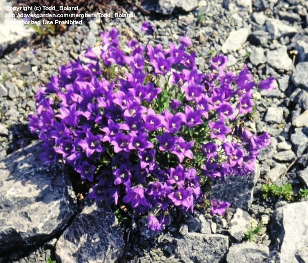 Zvonek aucherův - Campanula aucheri