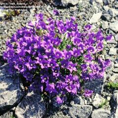 Zvonek aucherův - Campanula aucheri
