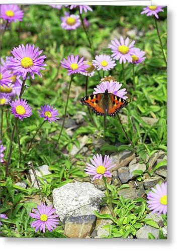 Hvězdnice alpská - Aster alpinus