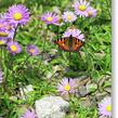 Hvězdnice alpská - Aster alpinus