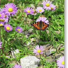 Hvězdnice alpská - Aster alpinus