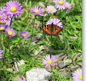 Hvězdnice alpská - Aster alpinus