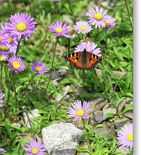Hvězdnice alpská - Aster alpinus