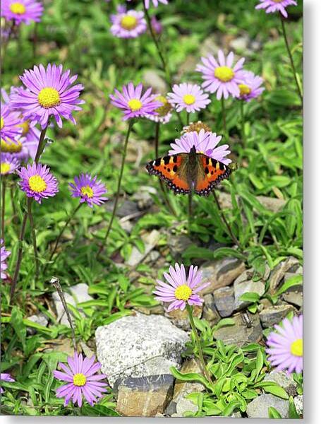 Hvězdnice alpská - Aster alpinus