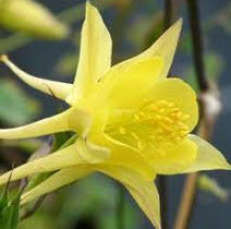 Orlíček 'Maxi' - Aquilegia caerulea 'Maxi'