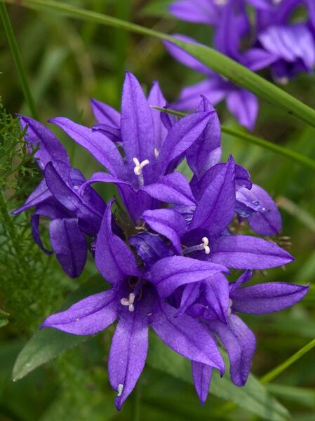 Zvonek klubkatý - Campanula glomerata