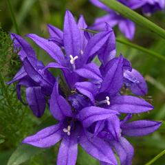 Zvonek klubkatý - Campanula glomerata