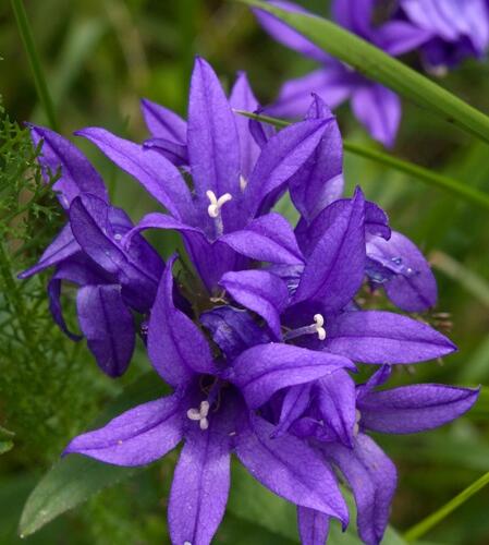 Zvonek klubkatý - Campanula glomerata