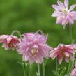Orlíček obecný 'Barlow Rose' - Aquilegia vulgaris v.stellata 'Barlow Rose'