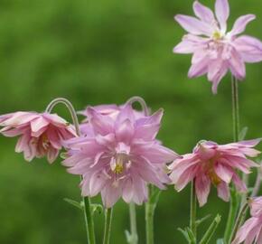 Orlíček obecný 'Barlow Rose' - Aquilegia vulgaris v.stellata 'Barlow Rose'