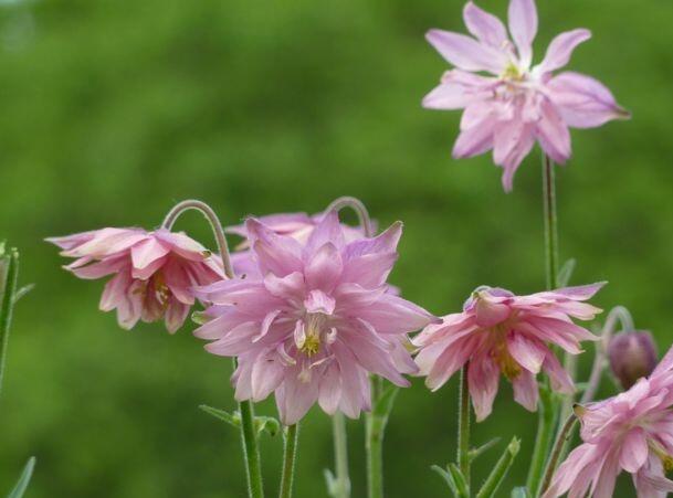 Orlíček obecný 'Rose Barlow' - Aquilegia vulgaris 'Rose Barlow'