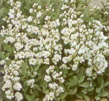 Huseník kavkazský 'Plena' - Arabis caucasica 'Plena'