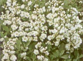 Huseník kavkazský 'Plena' - Arabis caucasica 'Plena'