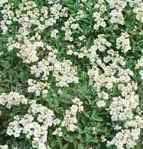 Huseník kavkazský 'Plena' - Arabis caucasica 'Plena'