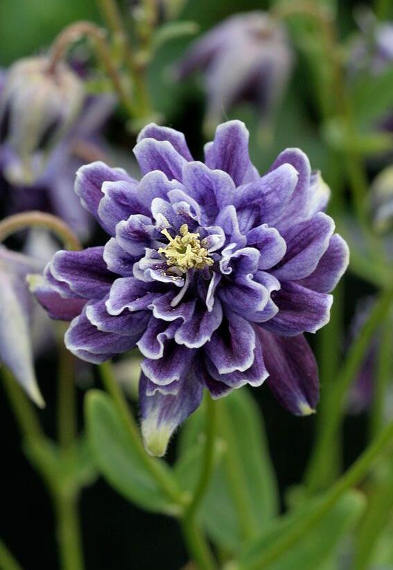 Orlíček obecný 'Barlow Christa' - Aquilegia vulgaris v.stellata 'Barlow Christa'