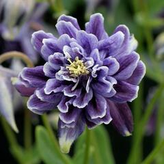 Orlíček obecný 'Barlow Christa' - Aquilegia vulgaris v.stellata 'Barlow Christa'