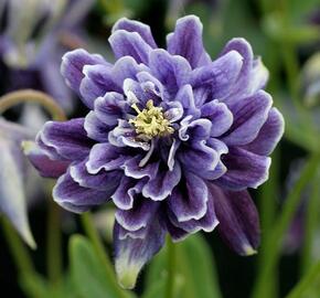 Orlíček obecný 'Barlow Christa' - Aquilegia vulgaris v.stellata 'Barlow Christa'