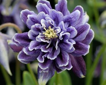 Orlíček obecný 'Barlow Christa'