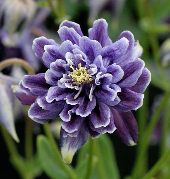 Orlíček obecný 'Barlow Christa' - Aquilegia vulgaris v.stellata 'Barlow Christa'