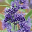 Ořechokřídlec clandonský 'Camara Dark Blue' - Caryopteris clandonensis 'Camara Dark Blue'