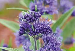 Ořechokřídlec clandonský 'Camara Dark Blue' - Caryopteris clandonensis 'Camara Dark Blue'