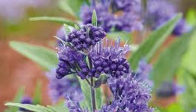 Ořechokřídlec clandonský 'Camara Dark Blue' - Caryopteris clandonensis 'Camara Dark Blue'