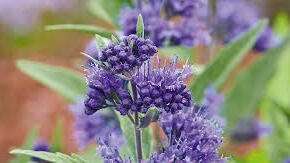 Ořechokřídlec clandonský 'Camara Dark Blue'